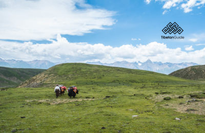 tshurpu-yangpachen-trek